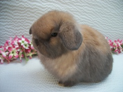 Fisher Farms Rabbitry Quality Breeders Of Holland Lop Rabbits