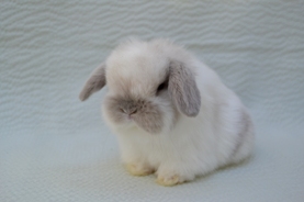 holland lop eared bunny for sale
