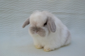 Fisher Farms Rabbitry Quality Breeders Of Holland Lop Rabbits