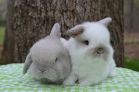 Fisher Farms Rabbitry Quality Breeders Of Holland Lop Rabbits